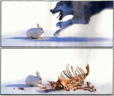 rabbit.jpg