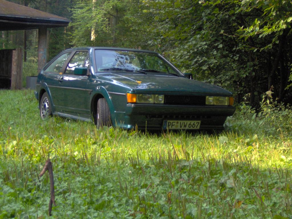 Früh Morgens im Wald.jpg