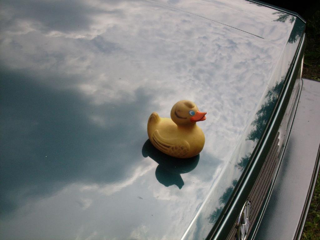 Duck02.jpg