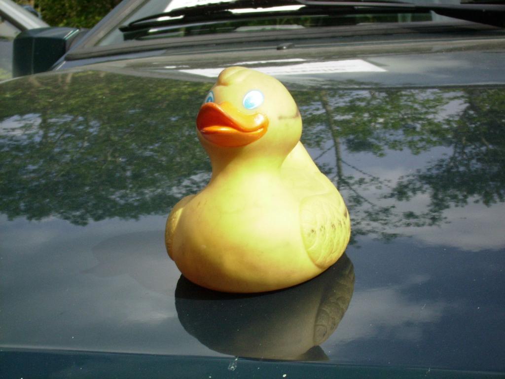 Duck03.jpg