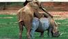 very-naughty-animals05.jpg