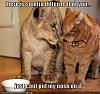 confused-animals-are-funny06.jpg